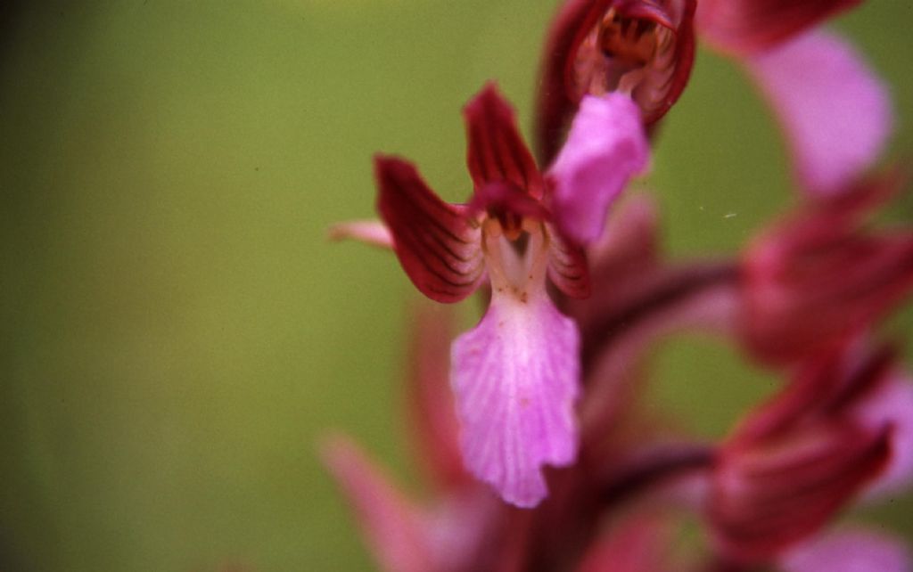 Anacamptis papilionacea